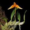 Bulbophyllum cernuum