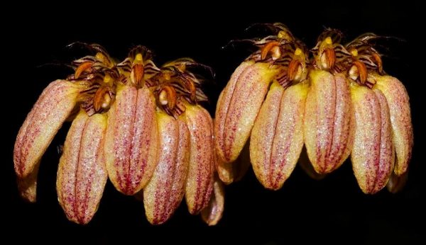 Bulbophyllum sikkimese