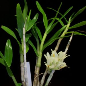 Dendrobium bracteosum v. alba