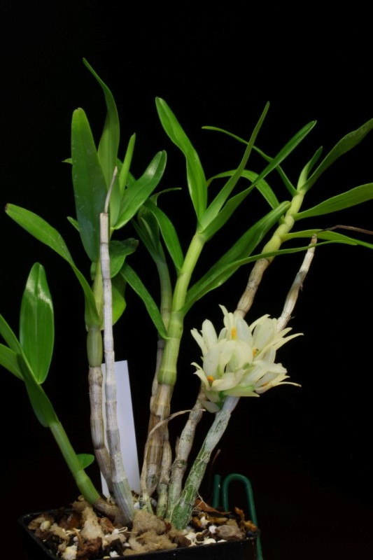 Dendrobium bracteosum v. alba