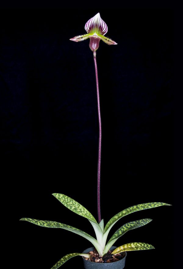 Paphiopedilum lawrenceanum
