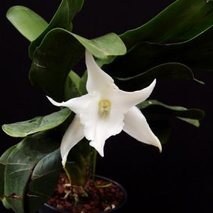 Angraecum Lemforde White Beauty