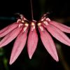 Bulbophyllum acuminatum