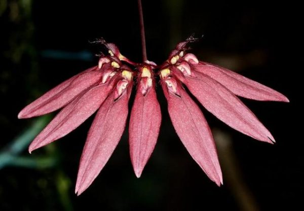 Bulbophyllum acuminatum