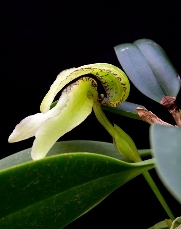 Bulbophyllum arfakianum var. alba