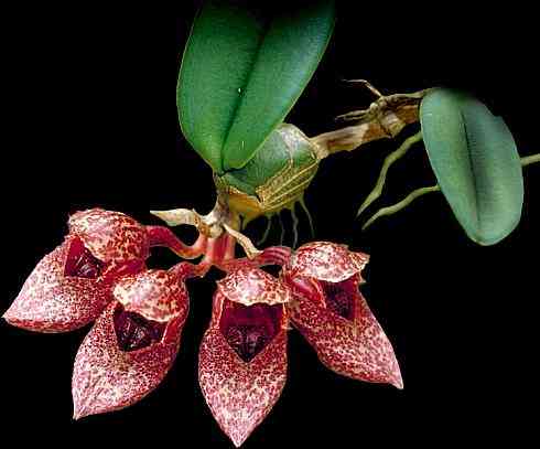 Bulbophyllum frostii