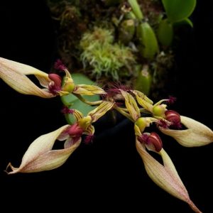 Bulbophyllum ornatissimun