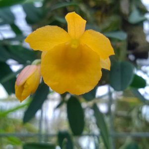 Dendrobium jenkinsii x lindley