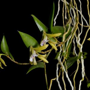 Dendrobium pungiforme