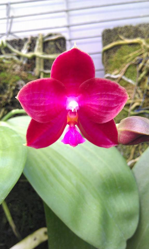 Phalaenopsis (Buena Jewel x Coral Isles) x P. violacea (Dark red)