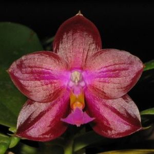 Phalaenopsis Buena Jewel x Coral Isles