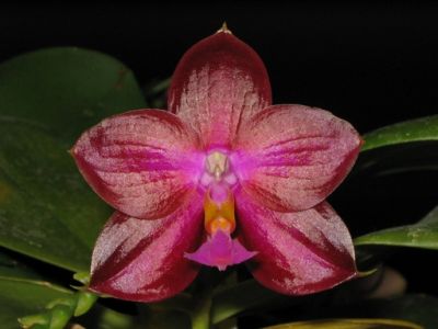 Phalaenopsis Buena Jewel x Coral Isles