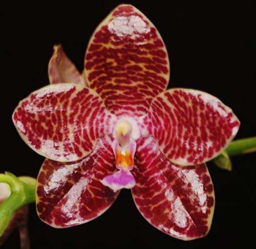 Phalaenopsis Joey