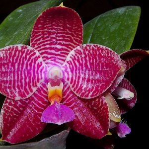 Phalaenopsis (African Queen x P. Coral lsels) x P. lueddemanniana