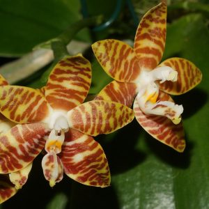 Phalaenopsis amboinensis