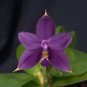 Phalaenopsis violacea 'Indigo blue'
