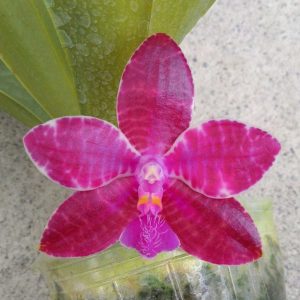 Phalaenopsis lueddemanniana Mindanao Type