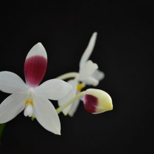Phalaenopsis tetraspis "C1"