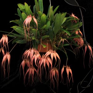 Bulbophyllum elisabeth ann