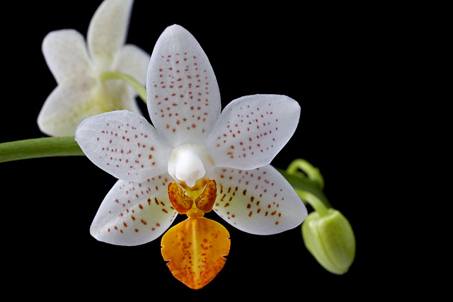 Phalaenopsis Mini Mark - Giulio Celandroni Orchidee