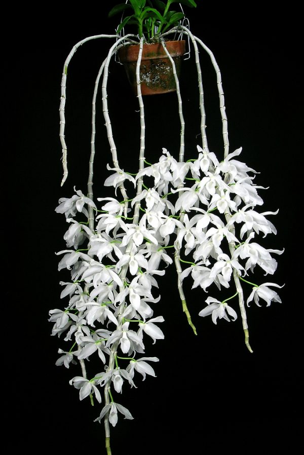 Dendrobium anosmum var alba