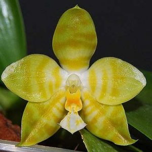 Phalaenopsis amboinensis var. flava