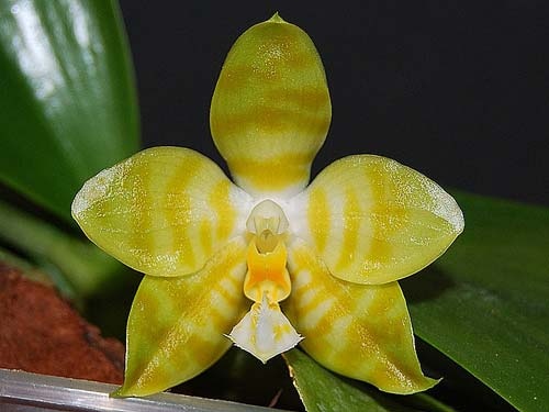Phalaenopsis amboinensis var. flava