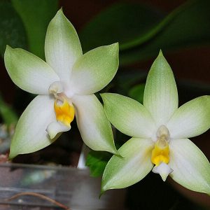 Phalaenopsis bellina var. alba