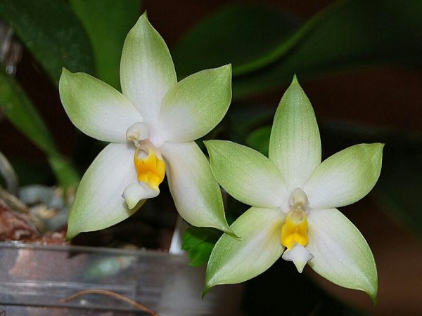 Phalaenopsis bellina var. alba