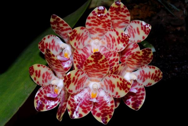 Phalaenopsis gigantea