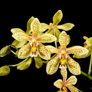 Phalaenopsis stuartiana x mannii