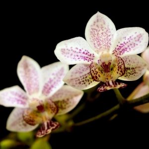 Phalaenopsis stuartiana x Kingidium minus