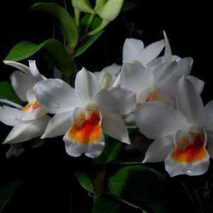 Dendrobium Dawn Maree
