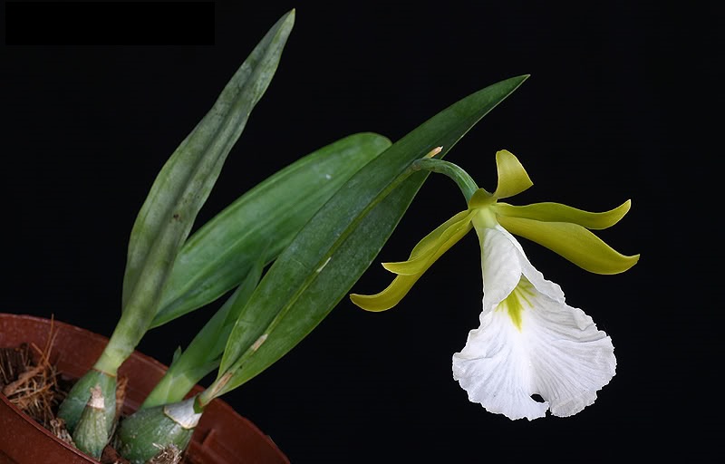 Encyclia mariae - Giulio Celandroni Orchidee