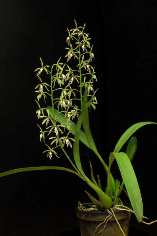 Epidendrum prismatocarpum