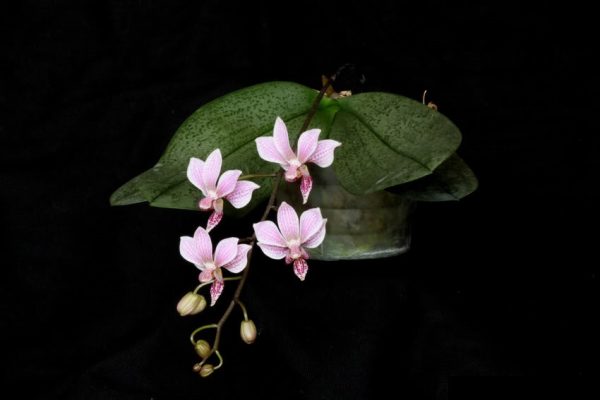 Phalaenopsis Alyos (Phal. schilleriana x Phal. finleyi)