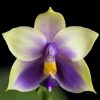 Phalaenopsis bellina coerulea