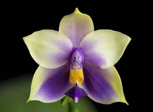 Phalaenopsis bellina coerulea