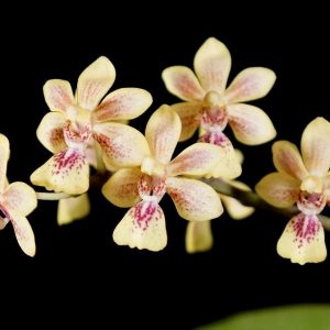 Phalaenopsis stuartiana x chibae