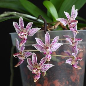 Phalaenopsis Donna's Delight (Phal. equestris x Phal. finleyi)