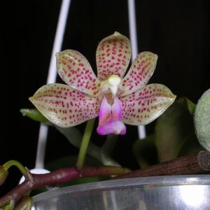 Phalaenopsis Java Mini (Phal. javanica x Phal. finleyi)