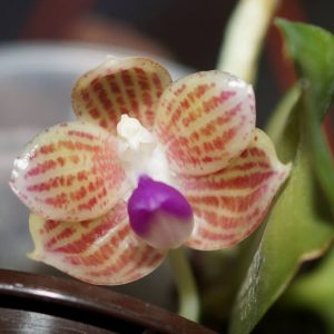 Phalaenopsis javanica "Miki"