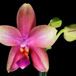 Phalaenopsis Sweet Memory "Liodoro"