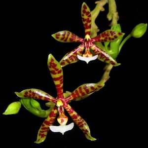 Phalaenopsis panterina