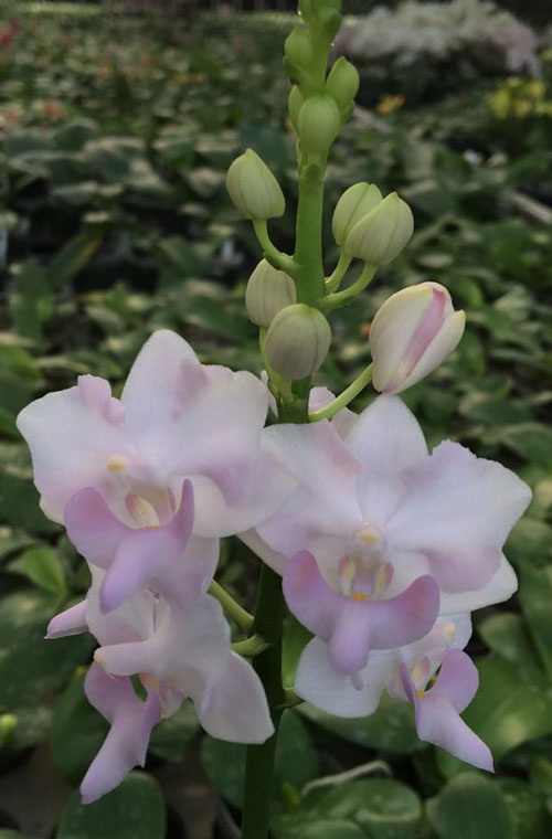 Phalaenopsis Purple Gem (Phal. pulcherrima 'blue' × Phal. equestris var. alba) "Pink"