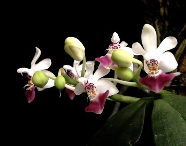 Phalaenopsis Sacha (Phal. parishii x Phal. malipoensis)