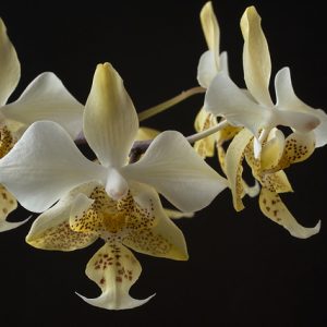 Phalaenopsis stuartiana var. nobilis