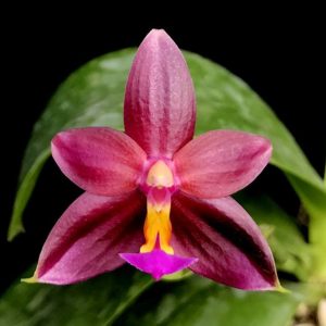 Phalaenopsis Valentinii (Phal. violacea 'indigo' x Phal. cornu-cervi)