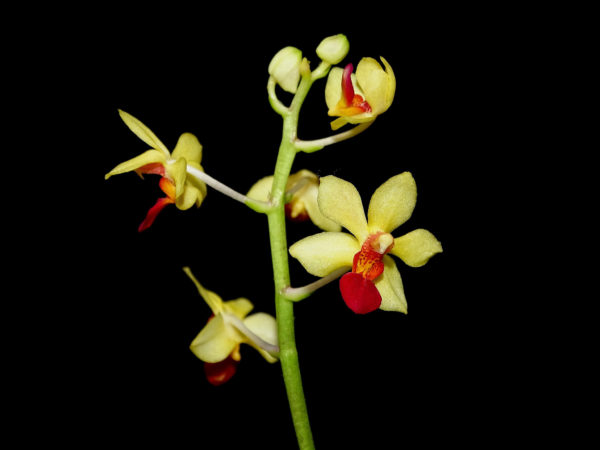 Vandaenopsis Yin Cheng Amanda (Anna Larati Soekardi x V.miniata)