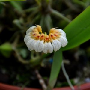 Bulbophyllum corolliferum var. lutescens